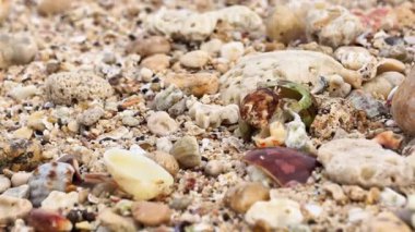 Münzevi yengeç sahilde yürüyor. Kumsalda kumlu