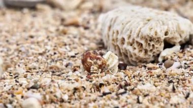 Münzevi yengeç sahilde yürüyor. Kumsalda kumlu