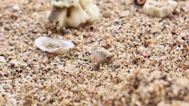 Münzevi yengeç sahilde yürüyor. Kumsalda kumlu