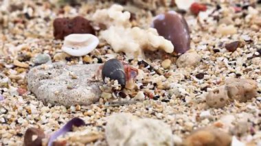 Münzevi yengeç sahilde yürüyor. Kumsalda kumlu