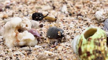 Münzevi yengeç sahilde yürüyor. Kumsalda kumlu