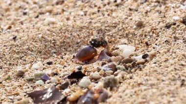 Münzevi yengeç sahilde yürüyor. Kumsalda kumlu