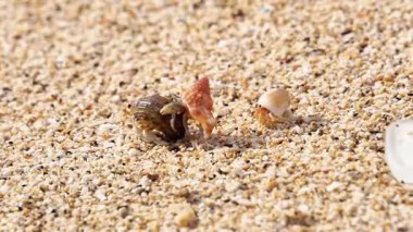 Münzevi yengeç sahilde yürüyor. Kumsalda kumlu