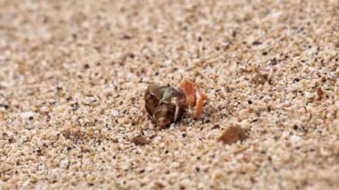 Münzevi yengeç sahilde yürüyor. Kumsalda kumlu