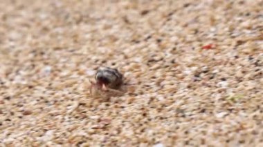 Münzevi yengeç sahilde yürüyor. Kumsalda kumlu