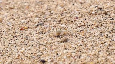 Ocypode kuhlii (Kuhl 'un hayalet yengeci, Geleteng pasir) sahilde. Ocypode kuhlii, Ocypode cinsinden bir yengeç türüdür. Ocypodidae, Ocypodidae familyasından bir kuş türü..