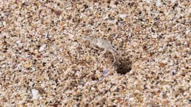 Ocypode kuhlii (Kuhl 'un hayalet yengeci, Geleteng pasir) sahilde. Ocypode kuhlii, Ocypode cinsinden bir yengeç türüdür. Ocypodidae, Ocypodidae familyasından bir kuş türü..