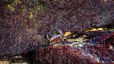 Grapsus albolineatus (minami-wagani, Sally Light-foot, benekli Sally-light-foot, benekli hafif ayak, kıyı yengeci). Bu tür kayalık derinliklerde ve mercan resiflerinde meydana gelir..