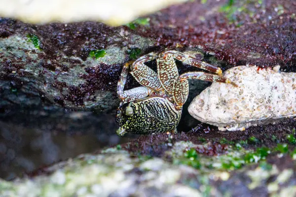 Grapsus albolineatus (minami-wagani, Sally Light-foot, benekli Sally-light-foot, benekli hafif ayak, kıyı yengeci). Bu tür kayalık derinliklerde ve mercan resiflerinde meydana gelir..