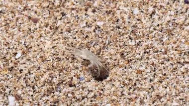 Ocypode kuhlii (Kuhl 'un hayalet yengeci, Geleteng pasir) sahilde. Ocypode kuhlii, Ocypode cinsinden bir yengeç türüdür. Ocypodidae, Ocypodidae familyasından bir kuş türü..