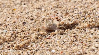 Ocypode kuhlii (Kuhl 'un hayalet yengeci, Geleteng pasir) sahilde. Ocypode kuhlii, Ocypode cinsinden bir yengeç türüdür. Ocypodidae, Ocypodidae familyasından bir kuş türü..