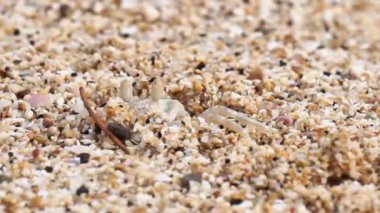 Ocypode kuhlii (Kuhl 'un hayalet yengeci, Geleteng pasir) sahilde. Ocypode kuhlii, Ocypode cinsinden bir yengeç türüdür. Ocypodidae, Ocypodidae familyasından bir kuş türü..