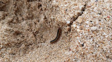 Ortomorfa coarctata (ulat gagak, joyo gading, long-flange kırkayak) kumsalda