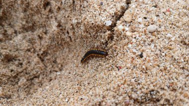 Ortomorfa coarctata (ulat gagak, joyo gading, long-flange kırkayak) kumsalda