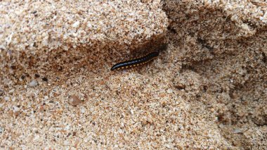 Ortomorfa coarctata (ulat gagak, joyo gading, long-flange kırkayak) kumsalda