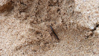 Ortomorfa coarctata (ulat gagak, joyo gading, long-flange kırkayak) kumsalda