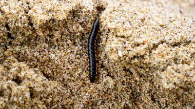 Ortomorfa coarctata (ulat gagak, joyo gading, long-flange kırkayak) kumsalda