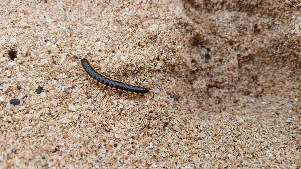 Ortomorfa coarctata (ulat gagak, joyo gading, long-flange kırkayak) kumsalda