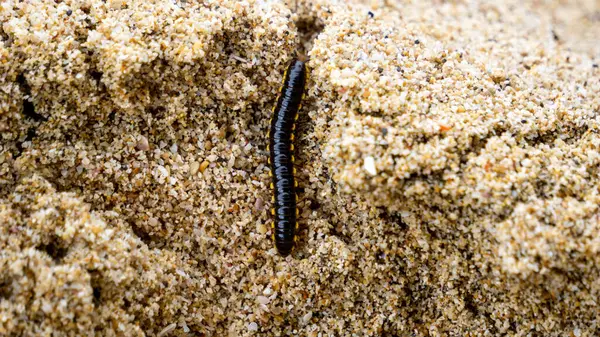 Ortomorfa coarctata (ulat gagak, joyo gading, long-flange kırkayak) kumsalda