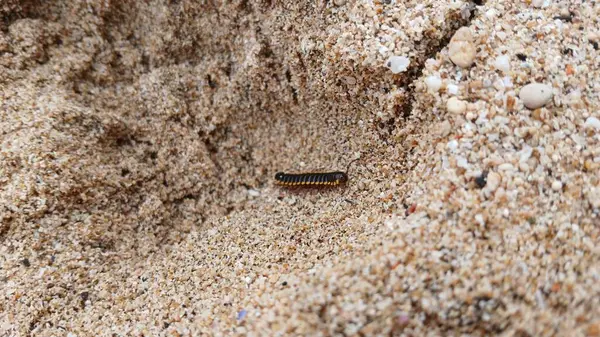 Ortomorfa coarctata (ulat gagak, joyo gading, long-flange kırkayak) kumsalda