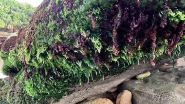 Kumsaldaki kayalara bağlanmış yeşil ve kahverengi yosunlar.