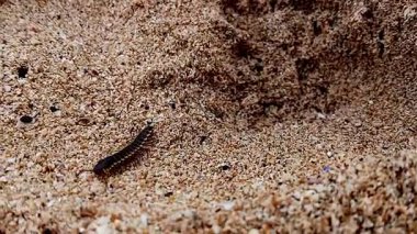 Ortomorfa coarctata (ulat gagak, joyo gading, long-flange kırkayak) kumsalda