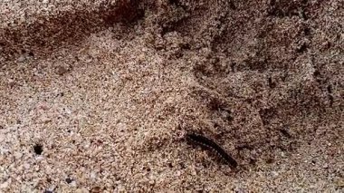 Ortomorfa coarctata (ulat gagak, joyo gading, long-flange kırkayak) kumsalda