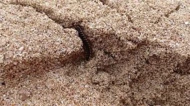 Ortomorfa coarctata (ulat gagak, joyo gading, long-flange kırkayak) kumsalda