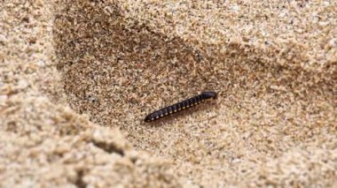 Ortomorfa coarctata (ulat gagak, joyo gading, long-flange kırkayak) kumsalda