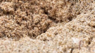 Ortomorfa coarctata (ulat gagak, joyo gading, long-flange kırkayak) kumsalda