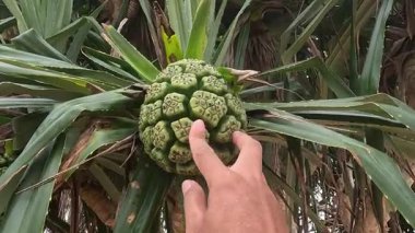 Yeşil Kokulu Screwpine (Pandanus fascicularis, Pandanus odorifer, Pandanus tectorius) doğa arka planına sahiptir..