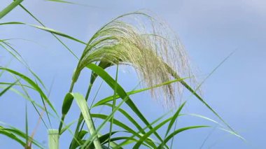 Sporobolus Alterniflorus 'un çiçeği (Spartina alterniflora, pürüzsüz çim, tuzlu bataklık çimi, tuzlu su kordotu) ağaçta bulunur.