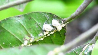 Phenacoccus manihoti (Kutu putih, Kodi Kodi, tapioca plant, flaming, manioc, Nhevand, cassava mealybug). Bu böcek sık sık bitkilere saldırır, sebzelere ve süs bitkilerine..