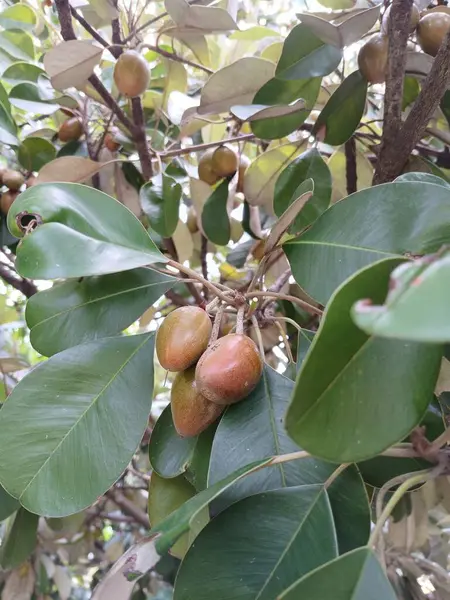 Sawo kecik (Manilkara kauki, Sawo jawa, caqui, wongi, adao, Adams meyvesi). Süs bitkisi olarak ekilir ve meyvelerin çok lezzetli olduğu söylenir.