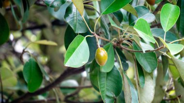 Sawo kecik (Manilkara kauki, Sawo jawa, caqui, wongi, adao, Adams meyvesi). Süs bitkisi olarak ekilir ve meyvelerin çok lezzetli olduğu söylenir.