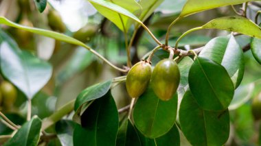 Sawo kecik (Manilkara kauki, Sawo jawa, caqui, wongi, adao, Adams meyvesi). Süs bitkisi olarak ekilir ve meyvelerin çok lezzetli olduğu söylenir.