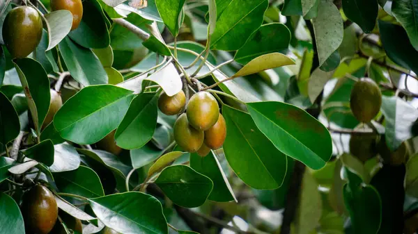 Sawo kecik (Manilkara kauki, Sawo jawa, caqui, wongi, adao, Adams meyvesi). Süs bitkisi olarak ekilir ve meyvelerin çok lezzetli olduğu söylenir.