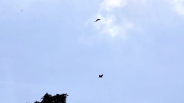 Ardeola özel kuşları gökyüzünde beyaz ve mavi bir arka planla uçuyor.