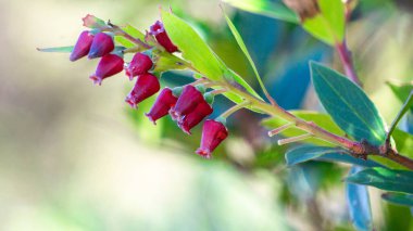 Aşı varingifolium (Cantigi ungu, cantigi gunung, manisreja, delima montak). Bu bitki hala yabanmersini, yabanmersini, yabanmersini, yabanmersini ile ilgili.