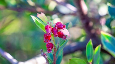 Aşı varingifolium (Cantigi ungu, cantigi gunung, manisreja, delima montak). Bu bitki hala yabanmersini, yabanmersini, yabanmersini, yabanmersini ile ilgili.