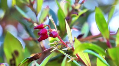 Aşı varingifolium (Cantigi ungu, cantigi gunung, manisreja, delima montak). Bu bitki hala yabanmersini, yabanmersini, yabanmersini, yabanmersini ile ilgili.