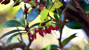 Aşı varingifolium (Cantigi ungu, cantigi gunung, manisreja, delima montak). Bu bitki hala yabanmersini, yabanmersini, yabanmersini, yabanmersini ile ilgili.