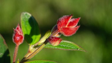 Tibouchina urvilleana (prenses çiçeği, zafer çalısı, mor zafer çalısı, zafer ağacı, zafer çiçeği). Brezilya 'ya özgü bu bitki