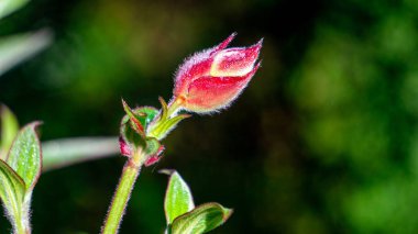 Tibouchina urvilleana (prenses çiçeği, zafer çalısı, mor zafer çalısı, zafer ağacı, zafer çiçeği). Brezilya 'ya özgü bu bitki