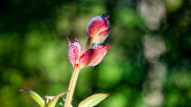 Tibouchina urvilleana (prenses çiçeği, zafer çalısı, mor zafer çalısı, zafer ağacı, zafer çiçeği). Brezilya 'ya özgü bu bitki