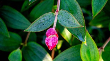 Tibouchina urvilleana (prenses çiçeği, zafer çalısı, mor zafer çalısı, zafer ağacı, zafer çiçeği). Brezilya 'ya özgü bu bitki