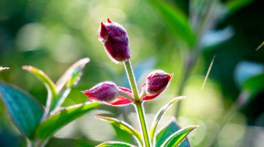 Tibouchina urvilleana (prenses çiçeği, zafer çalısı, mor zafer çalısı, zafer ağacı, zafer çiçeği). Brezilya 'ya özgü bu bitki