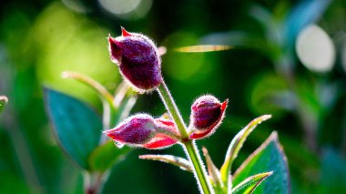 Tibouchina urvilleana (prenses çiçeği, zafer çalısı, mor zafer çalısı, zafer ağacı, zafer çiçeği). Brezilya 'ya özgü bu bitki