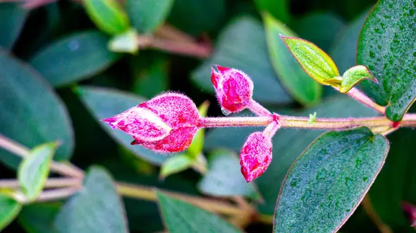 Tibouchina urvilleana (prenses çiçeği, zafer çalısı, mor zafer çalısı, zafer ağacı, zafer çiçeği). Brezilya 'ya özgü bu bitki