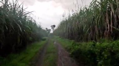 Sağda ve solda pirinç tarlalarının olduğu kumlu bir yolda sağda ve solda sağda sağda sağda sağda yağmur var.